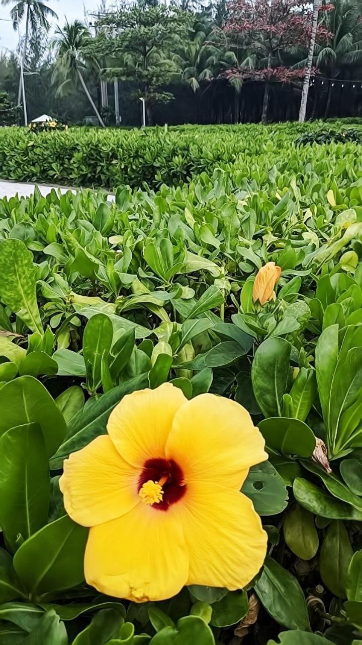 Anna Beach دونغ دونغ المظهر الخارجي الصورة